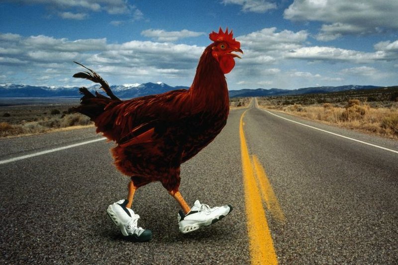 Learn about chicken road casino